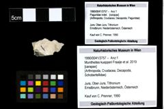 Foto (Objekt + Etiketten) von Munitheites kuepperi (Fraaije et al., 2019) 